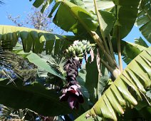 bananer IMG_1000